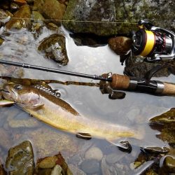 渓流ミノーイング